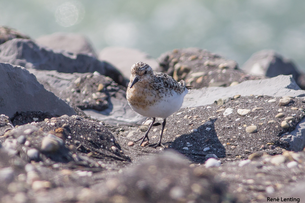 Drieteenstrandloper