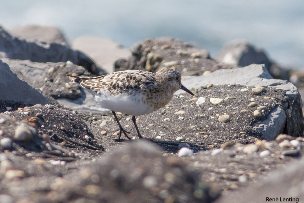 Drieteenstrandloper