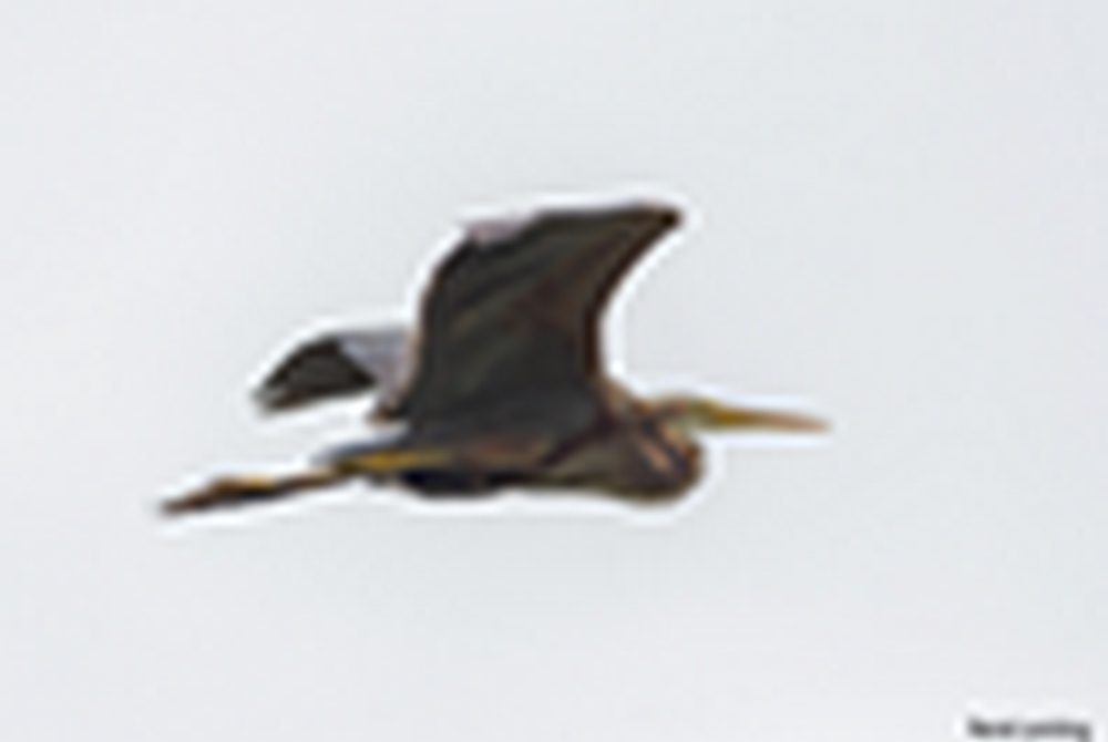 Purperreiger