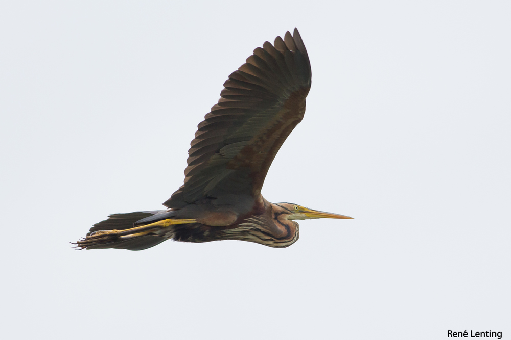 Purperreiger