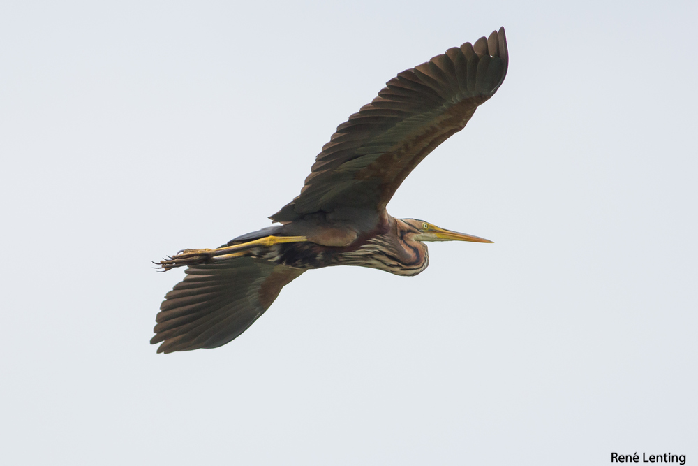 Purperreiger