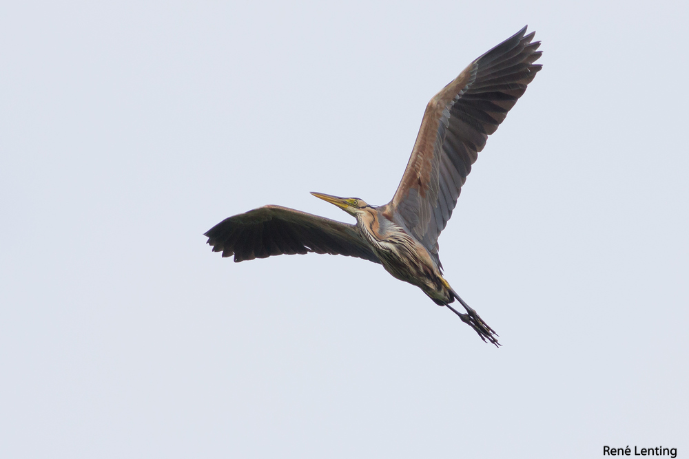Purperreiger