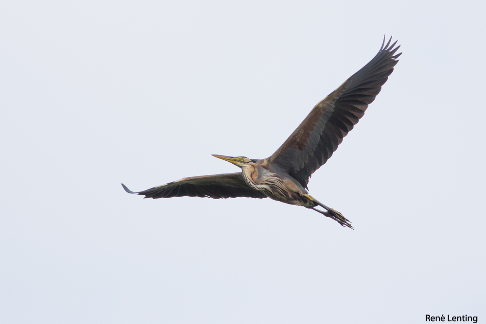 Purperreiger