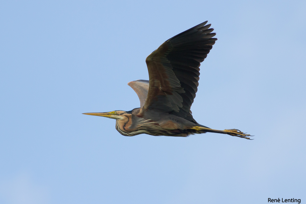 Purperreiger
