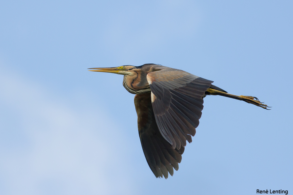 Purperreiger