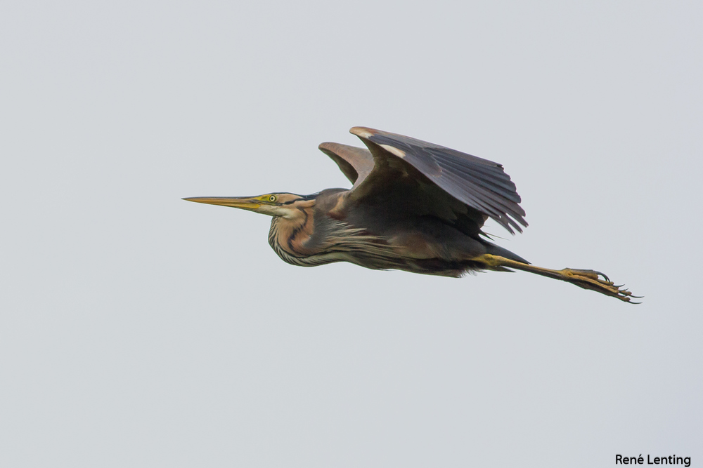 Purperreiger