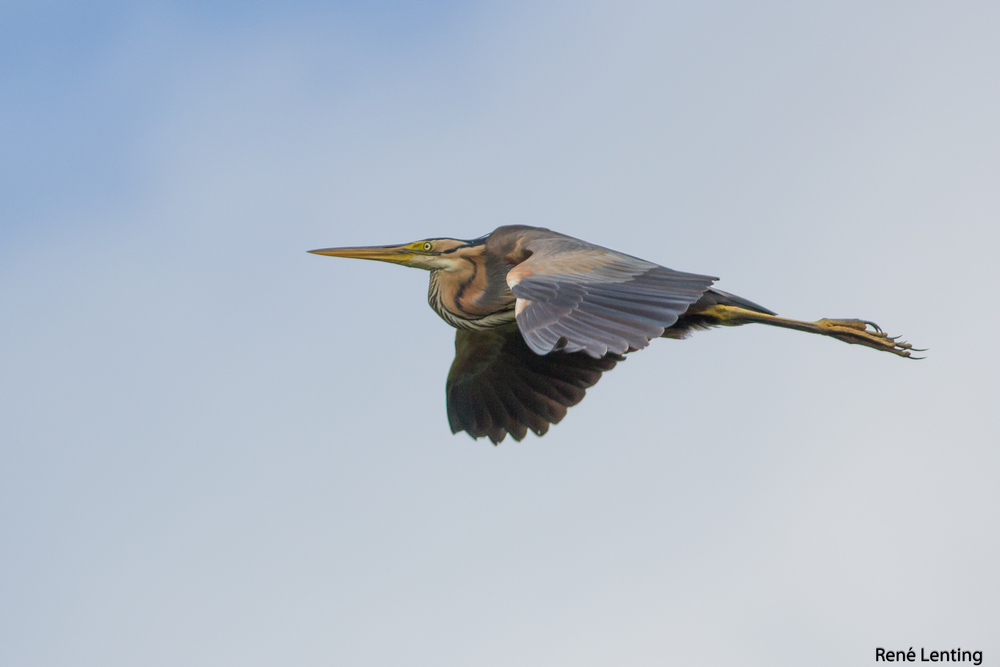 Purperreiger
