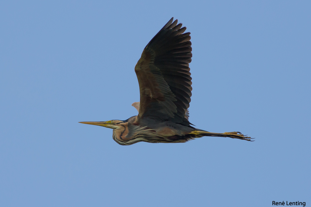 Purperreiger