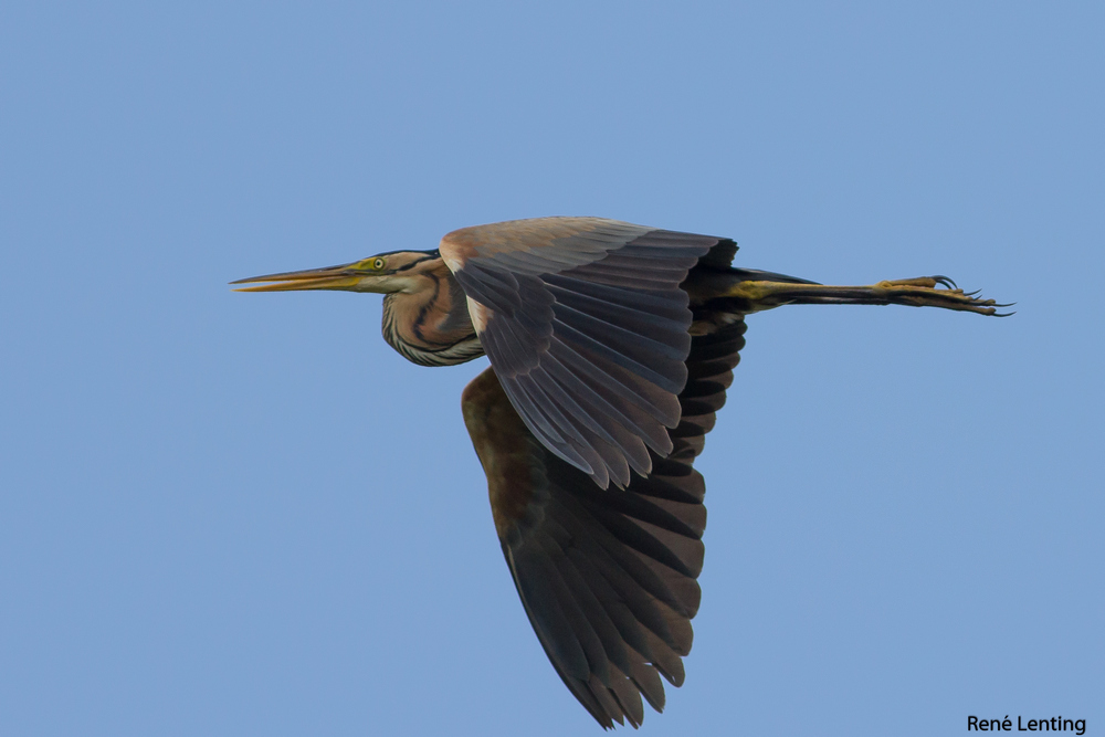 Purperreiger