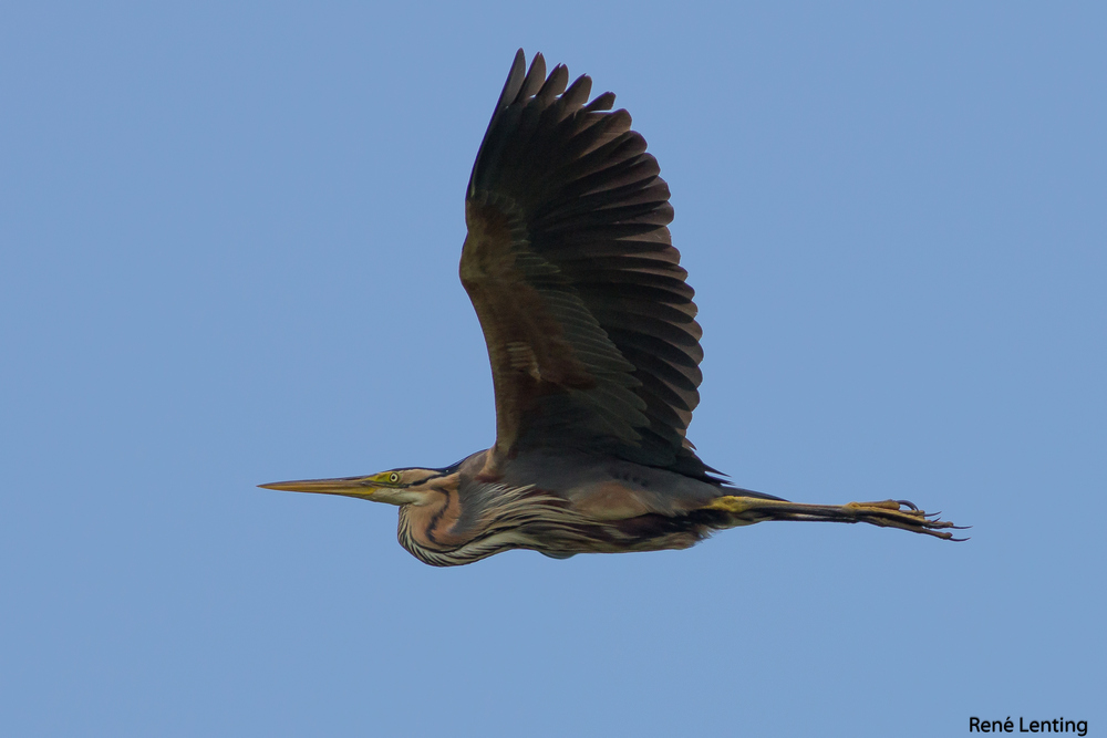Purperreiger