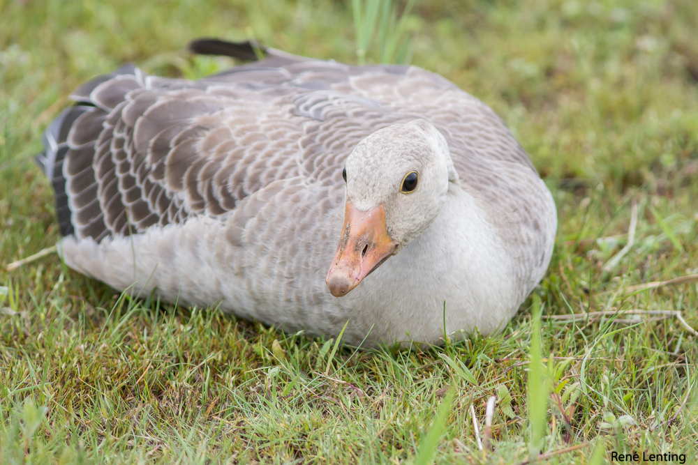 Grauwe Gans