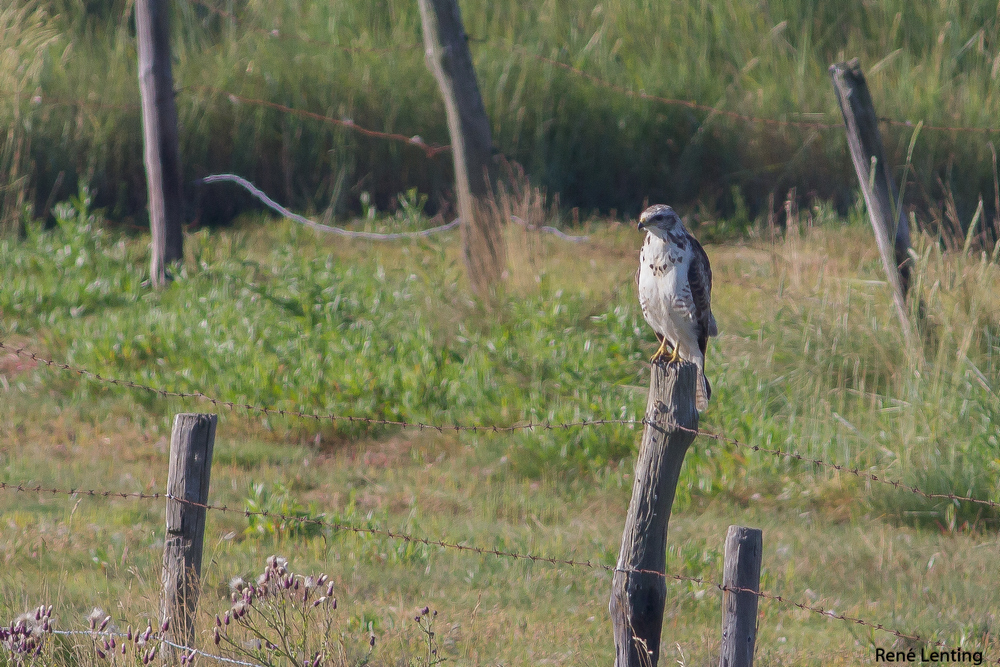 Buizerd