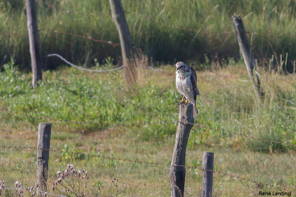 Buizerd