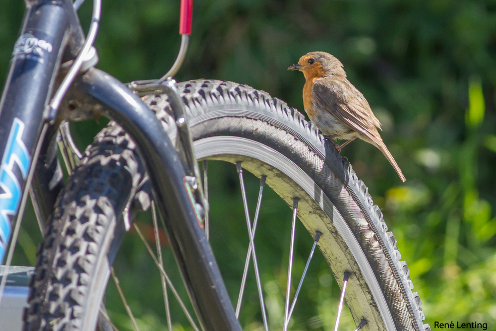 Roodborst
