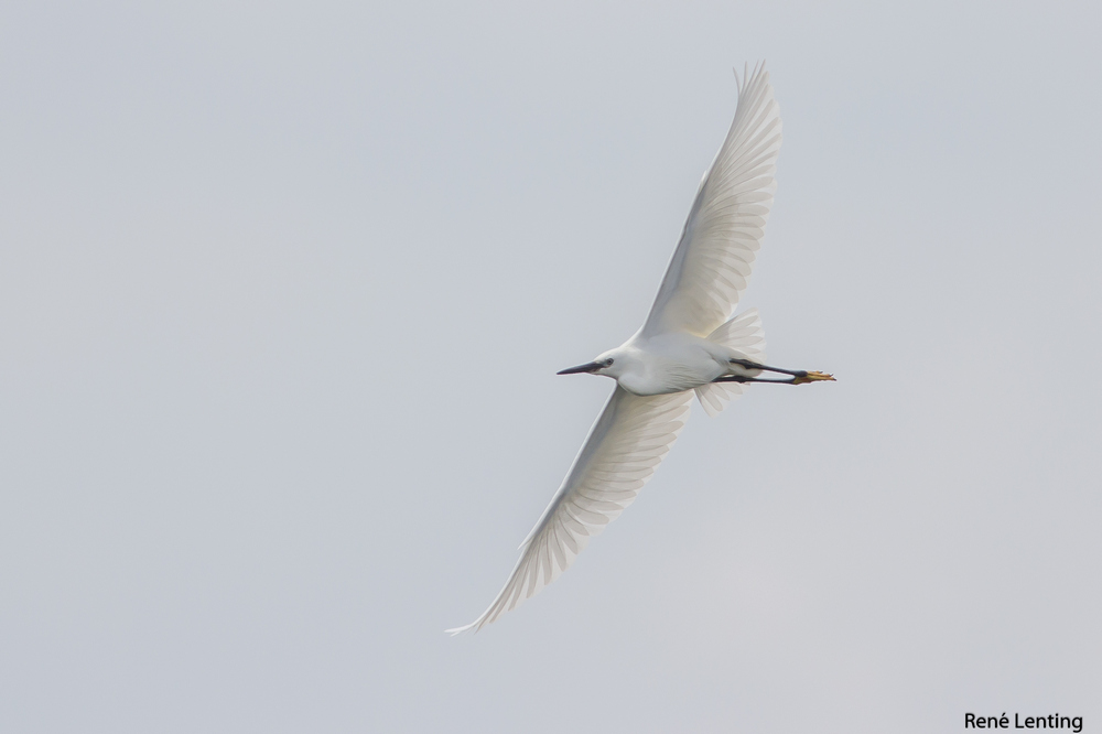 Kleine Zilverreiger
