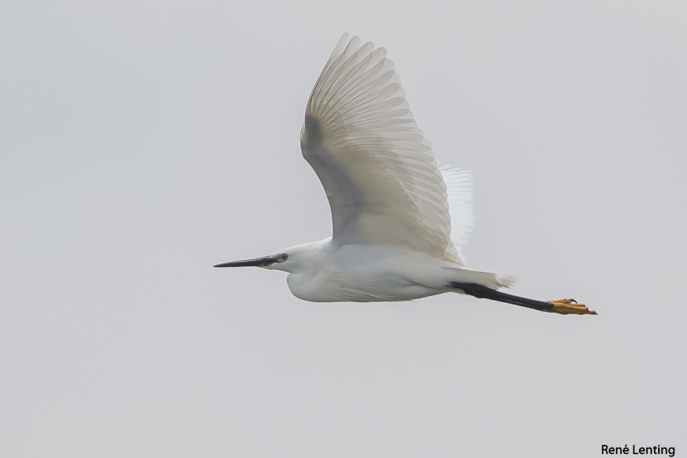 Kleine Zilverreiger