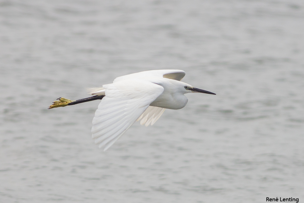 Kleine Zilverreiger