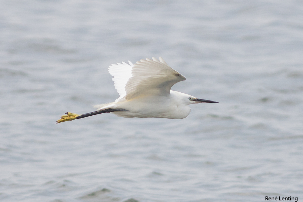 Kleine Zilverreiger