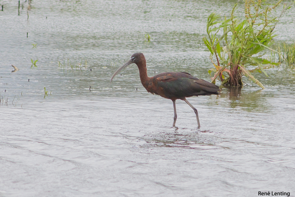 Zwarte Ibis