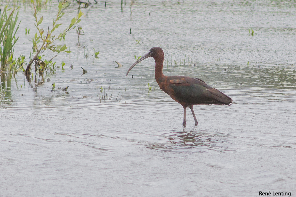 Zwarte Ibis