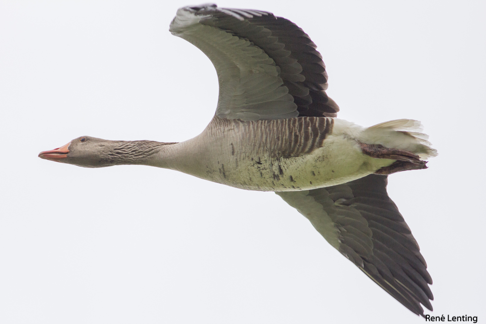Grauwe Gans