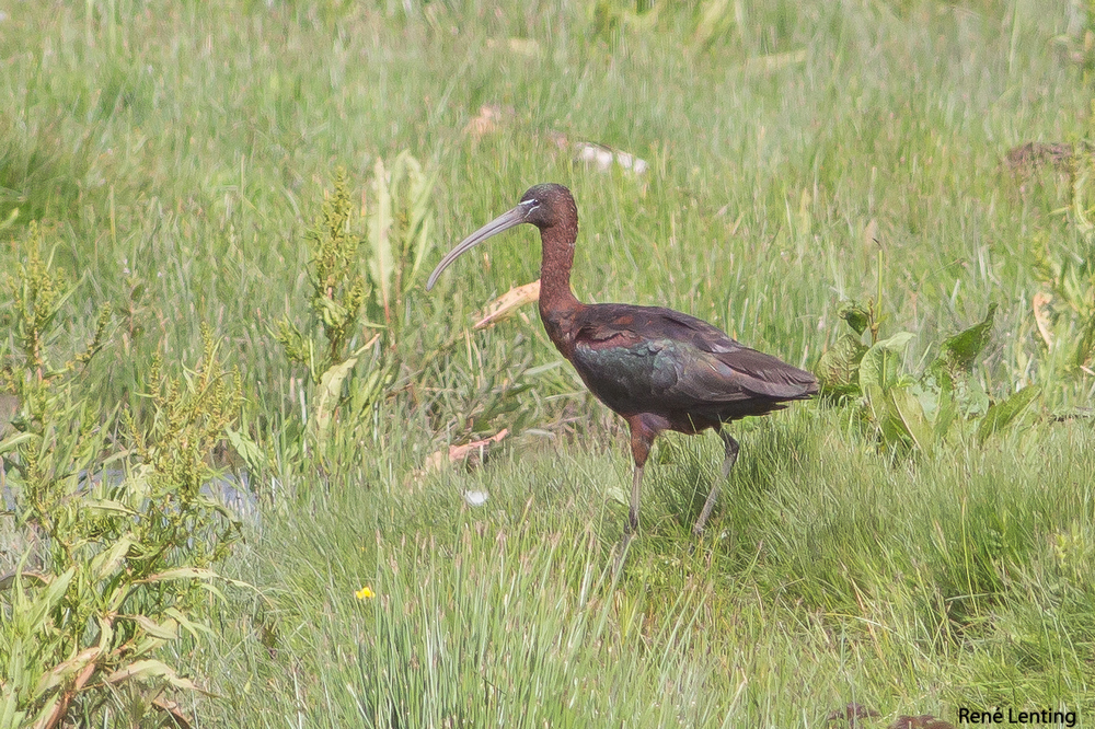 Zwarte Ibis
