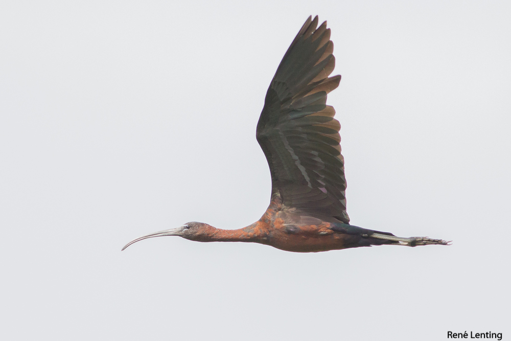 Zwarte Ibis