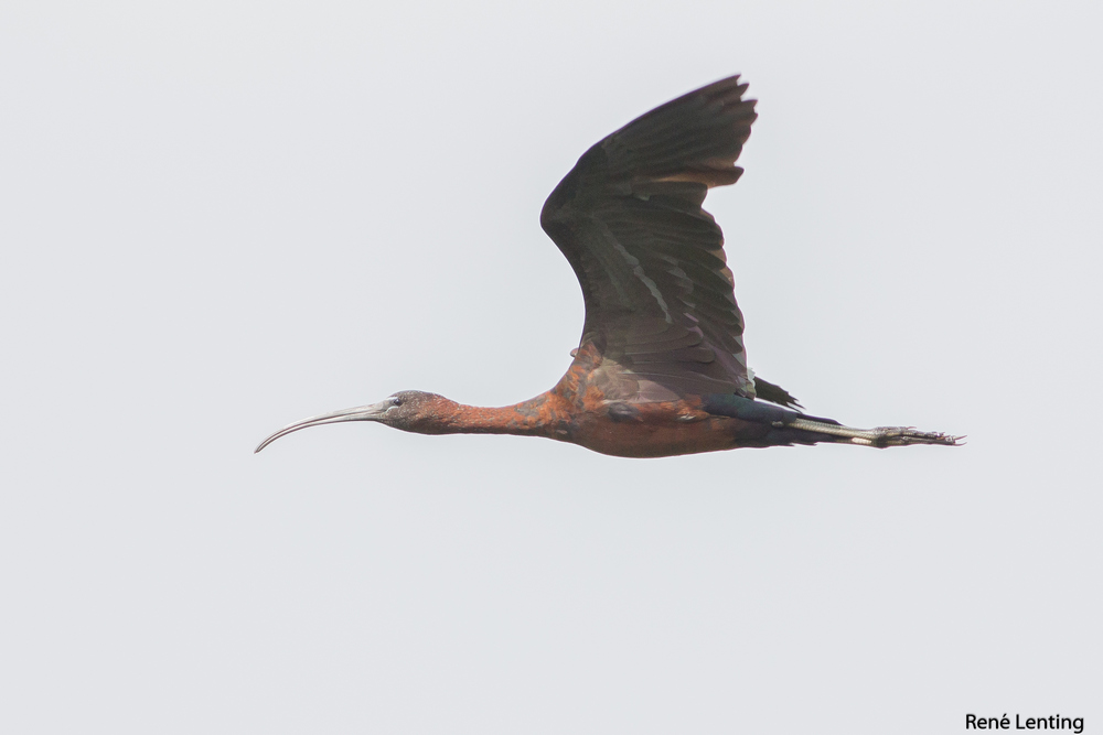Zwarte Ibis