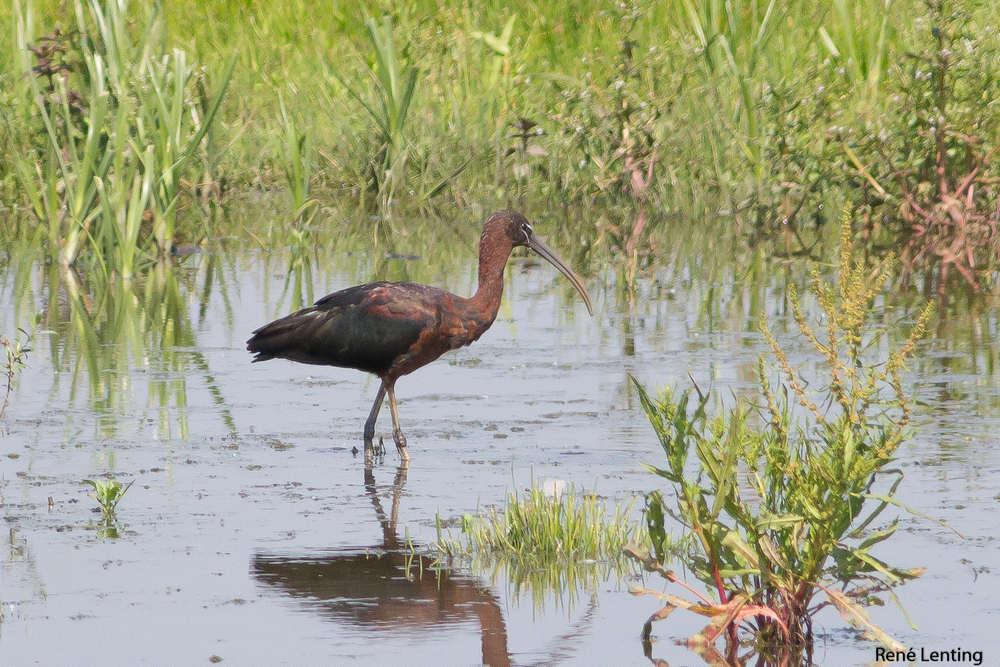 Zwarte Ibis