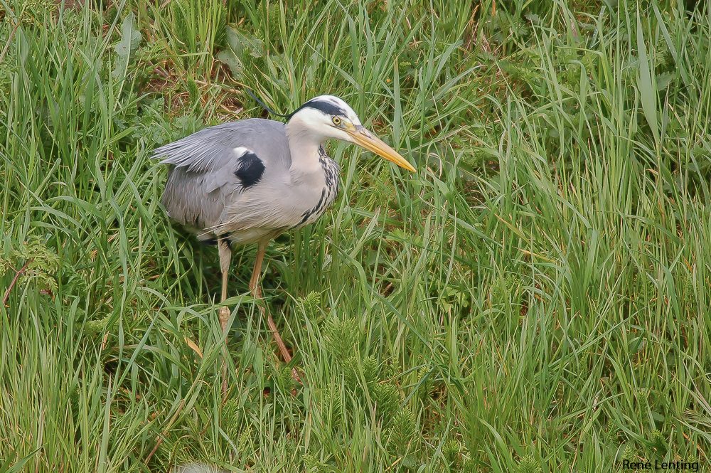 Blauwe Reiger