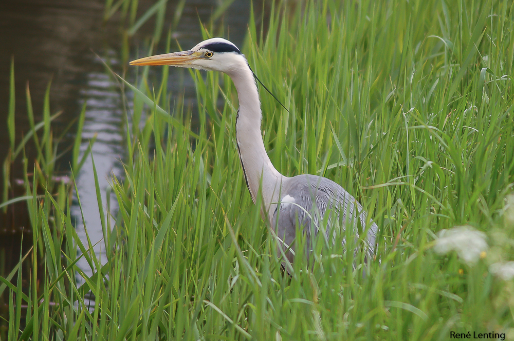 Blauwe Reiger