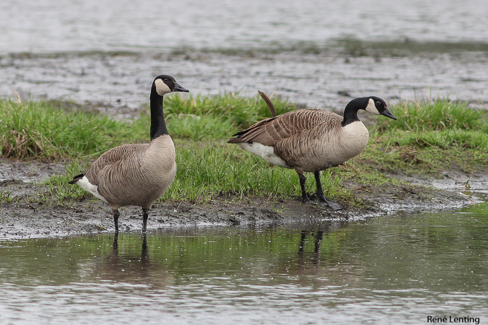 Grote Canadese Gans