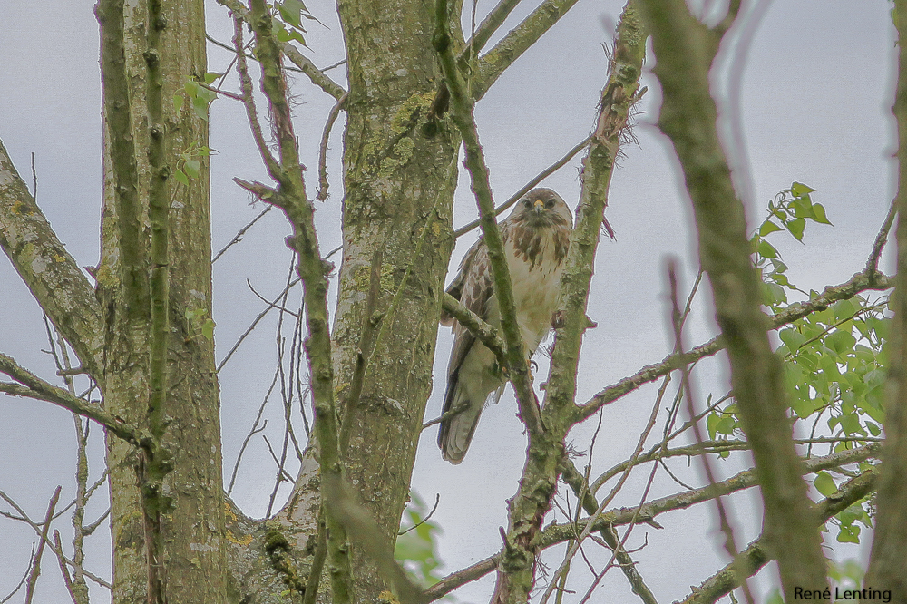 Buizerd