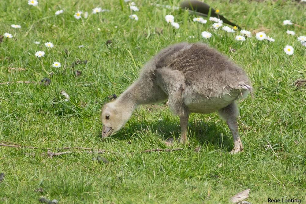 Grauwe Gans