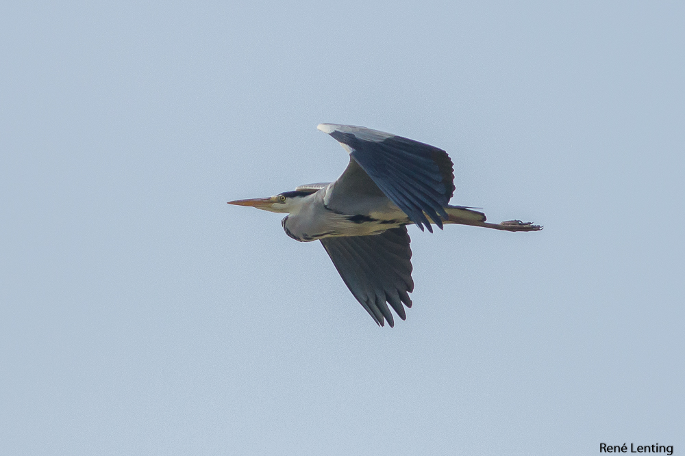 Blauwe Reiger