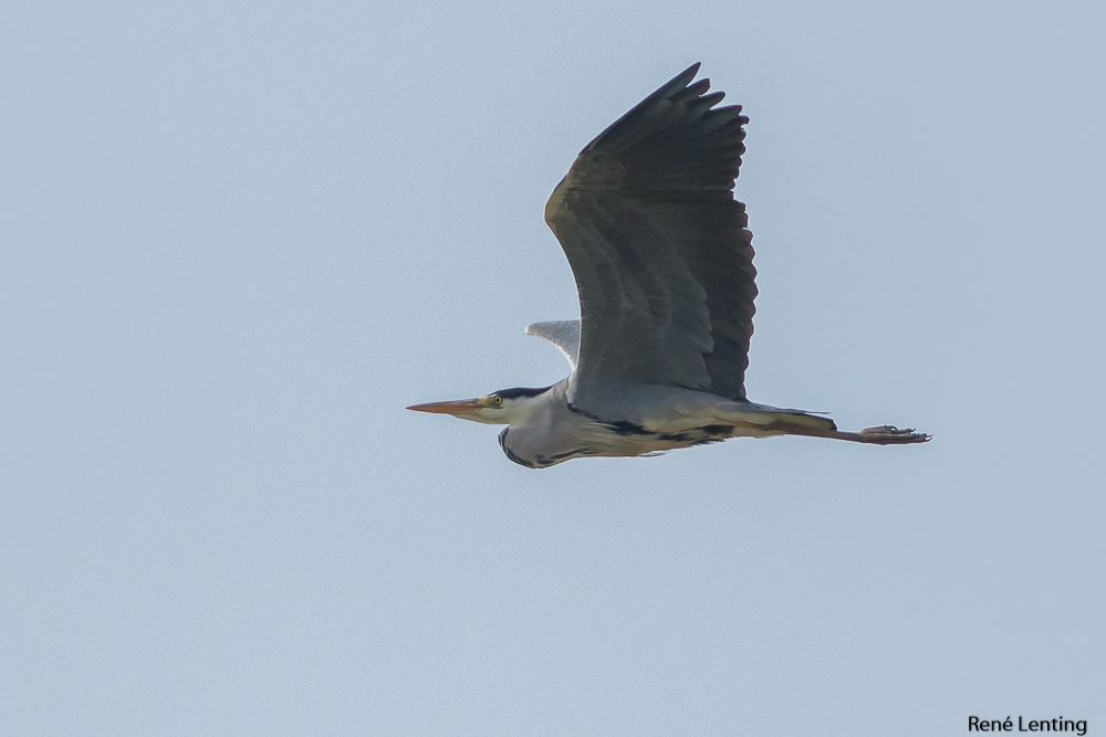 Blauwe Reiger