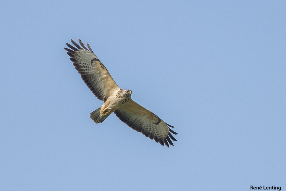 Buizerd