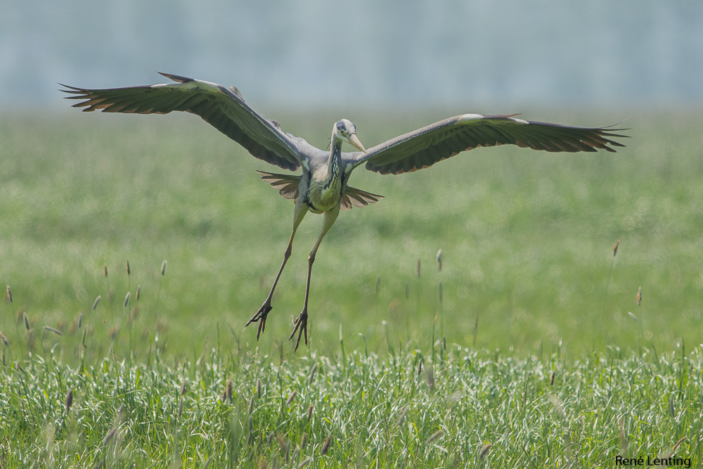 Blauwe Reiger