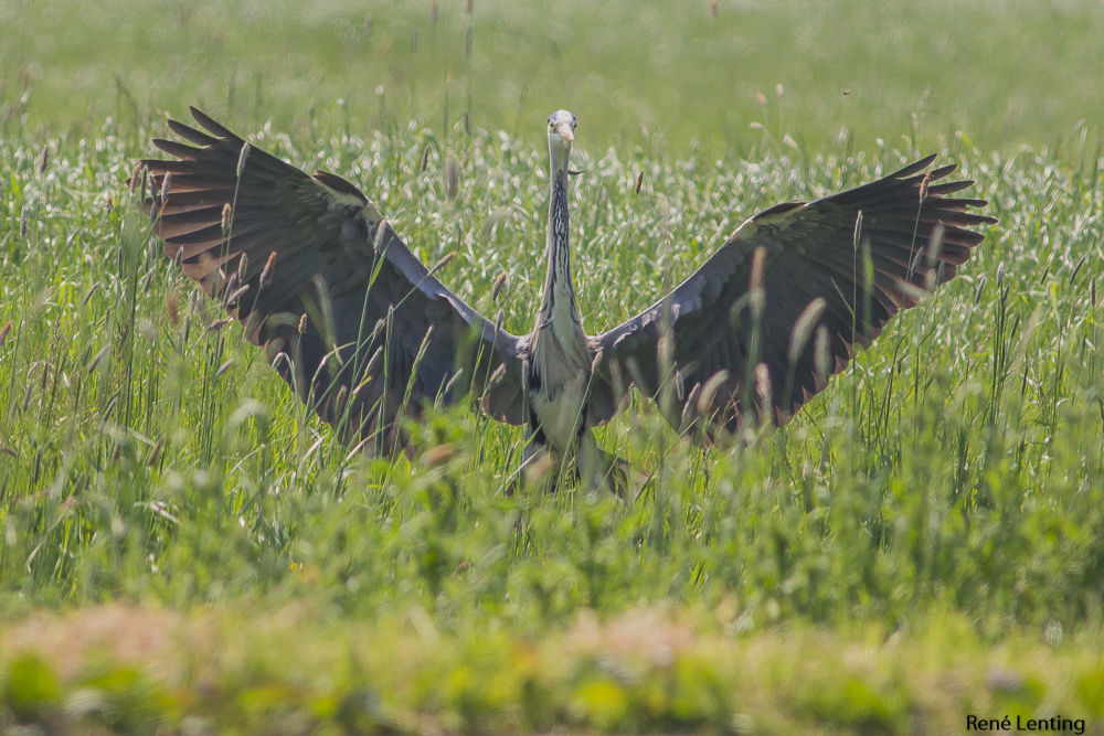 Blauwe Reiger