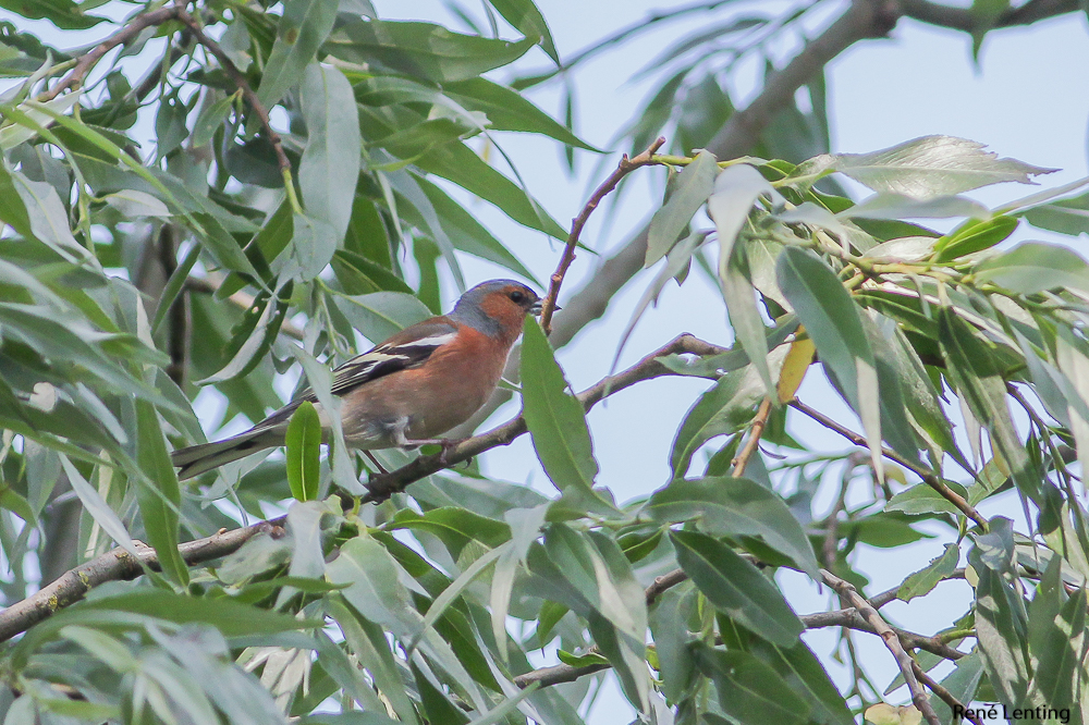 Vink