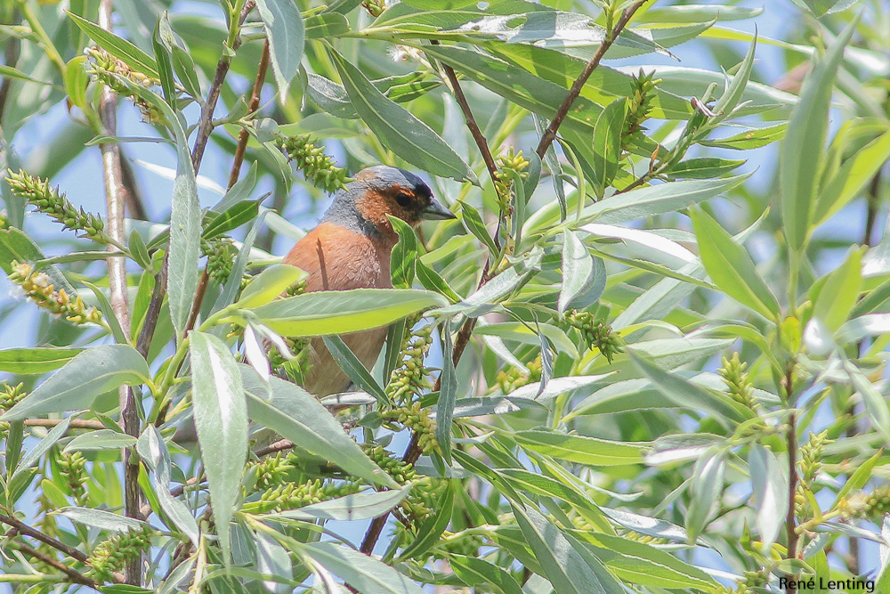 Vink
