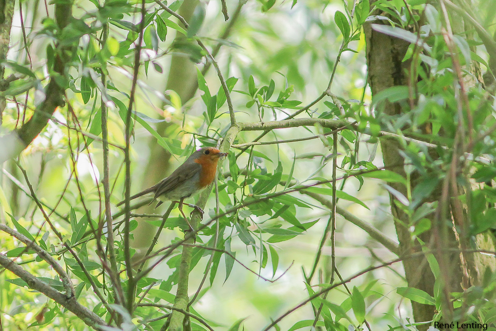 Roodborst
