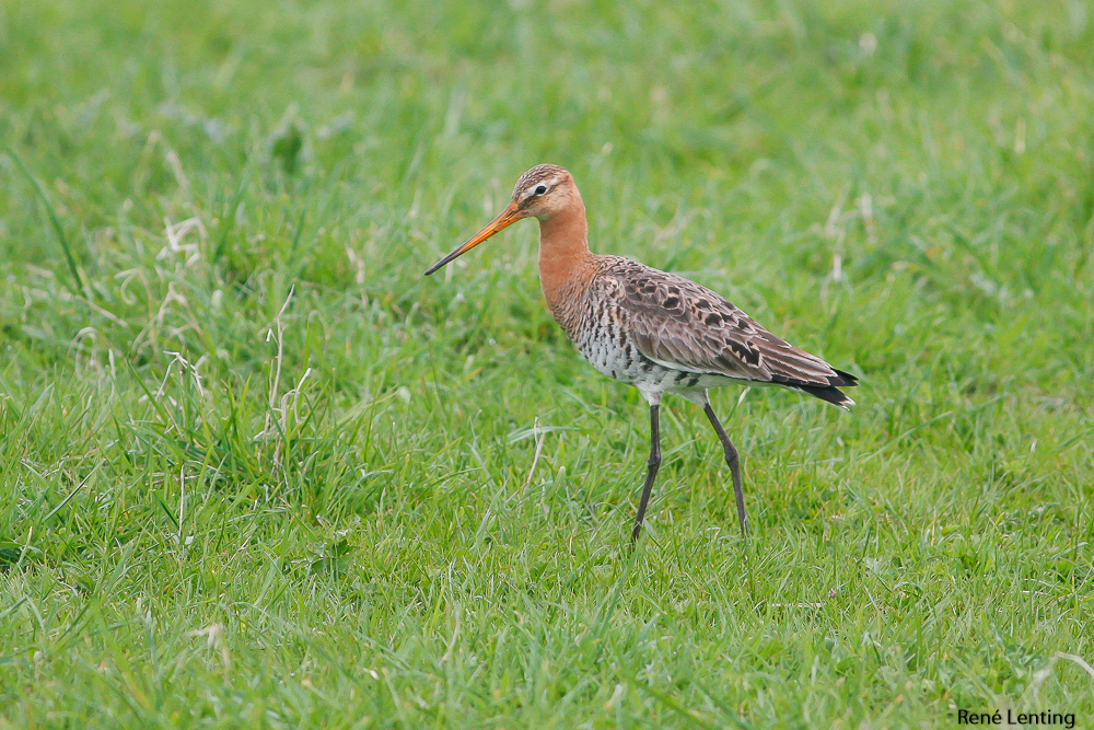 Grutto