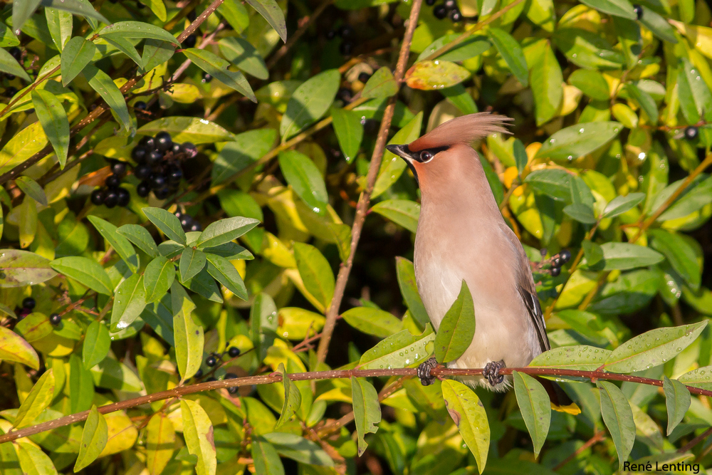 Pestvogel