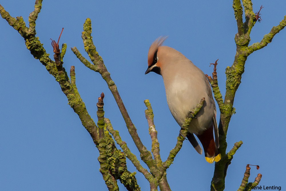 Pestvogel