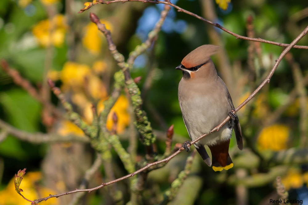 Pestvogel