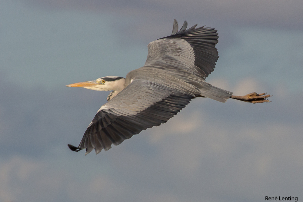 Blauwe Reiger
