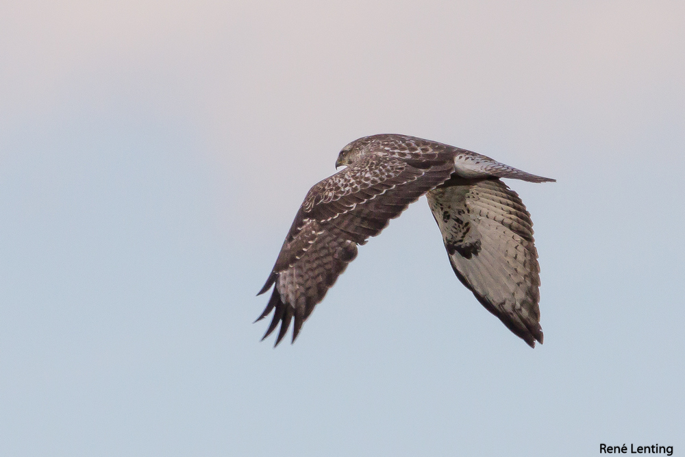 Common Buzzard
