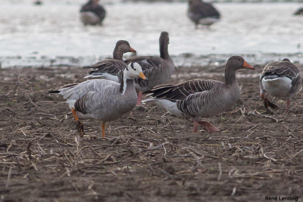 Indische Gans