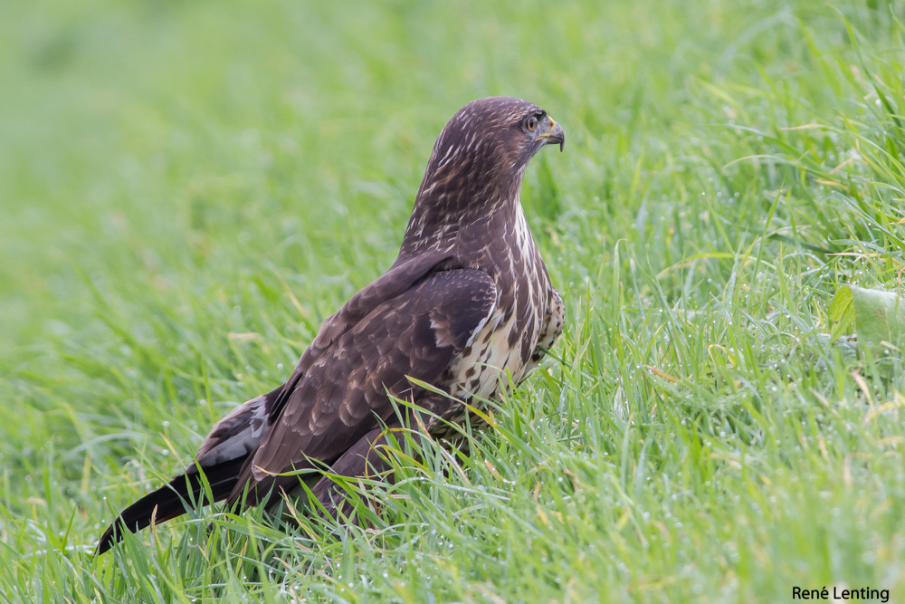 Buizerd